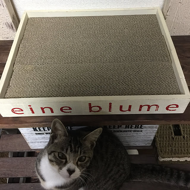 komameさんの実例写真
