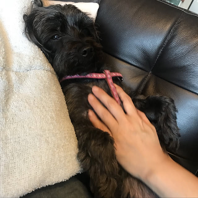 shouさんの実例写真