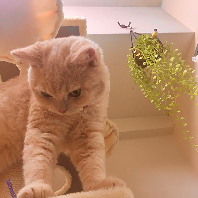 naokoさんの実例写真