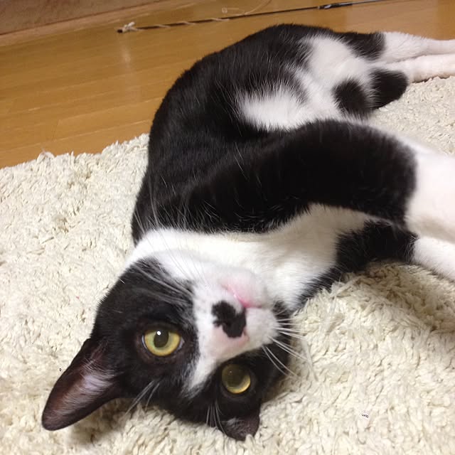 Kinanさんの実例写真