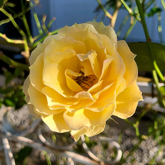 tomoさんの実例写真