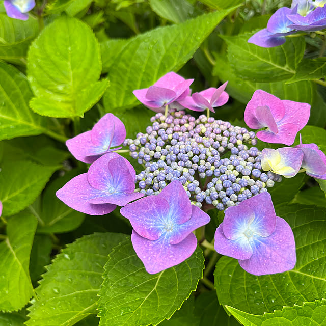 雨/庭/紫陽花/ガクアジサイ/初夏...などのインテリア実例 - 2023-06-15 15:34:39