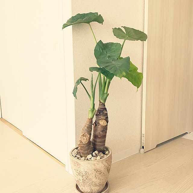 chihoさんの実例写真