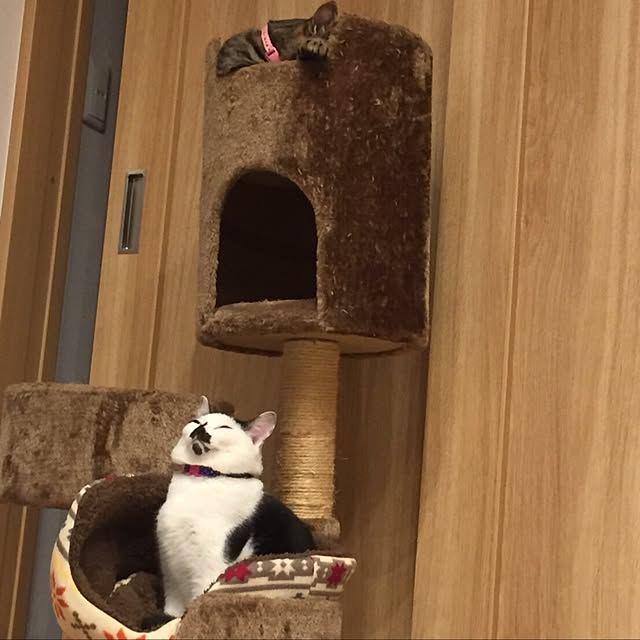 7himekoさんの実例写真
