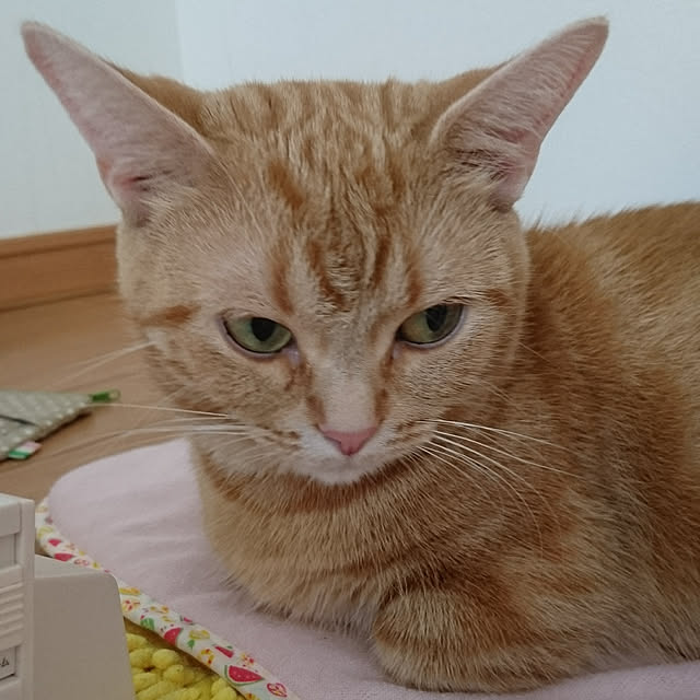 shinobuさんの実例写真