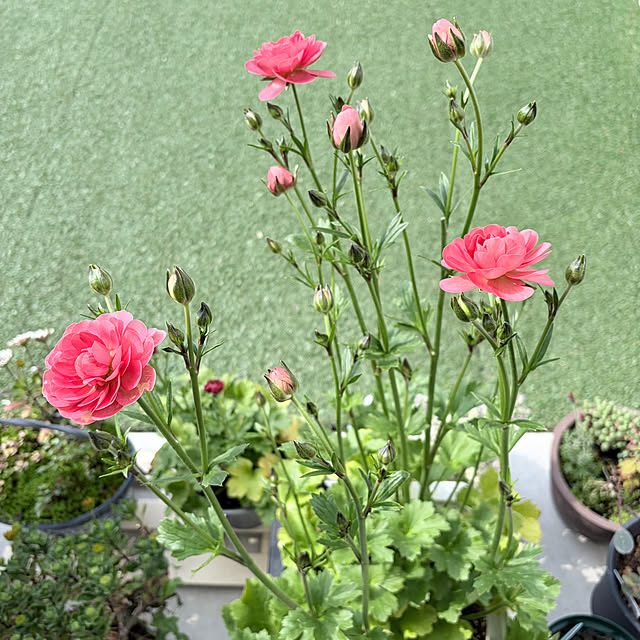 chipsさんの実例写真