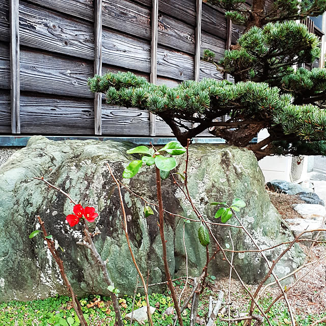 kuririnmamaさんの実例写真