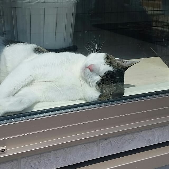 runayucoさんの実例写真
