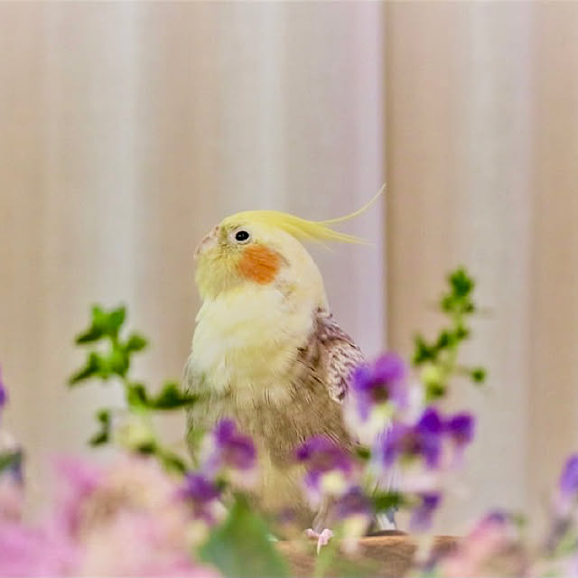 rokokoさんの実例写真