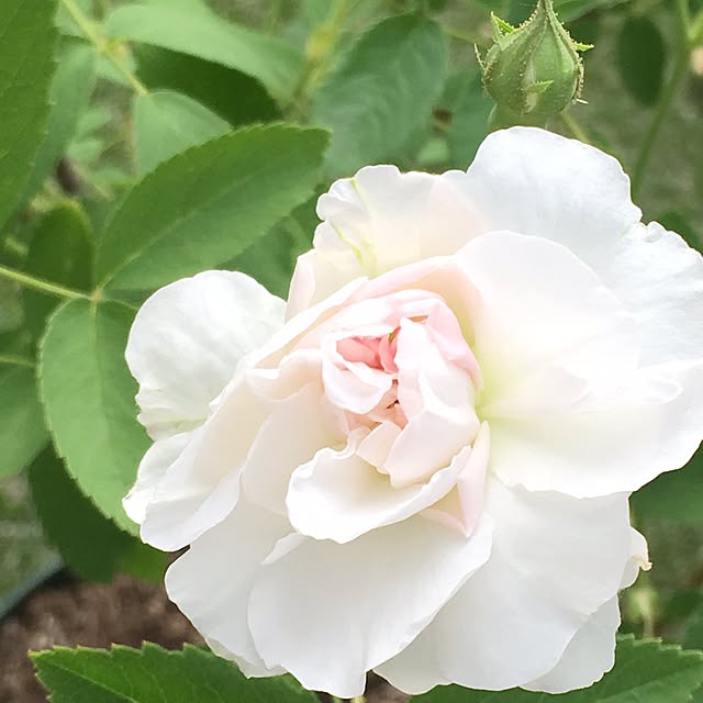 nomnom888さんの実例写真