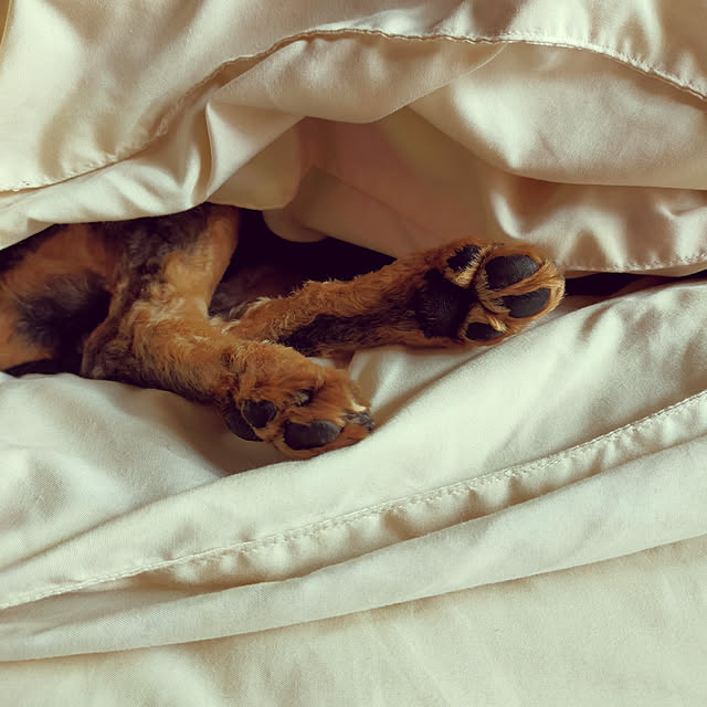 minmiさんの実例写真