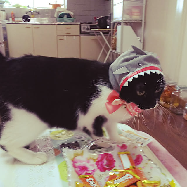 実例写真
