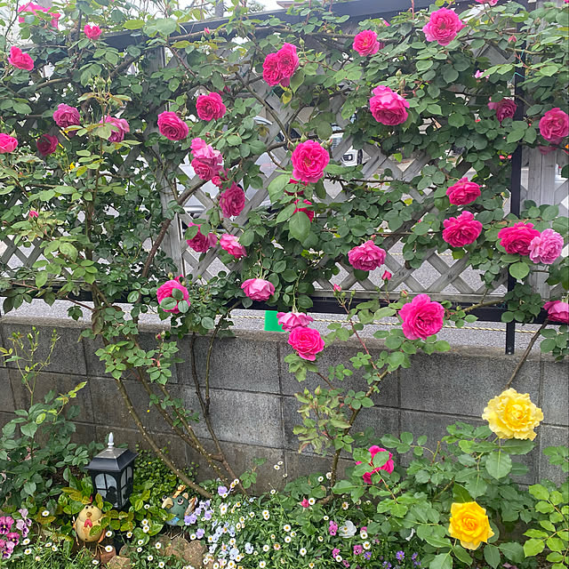 MISA0313さんの実例写真