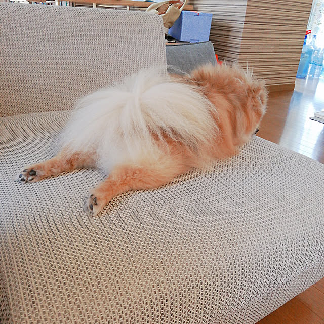 shiomaruさんの実例写真