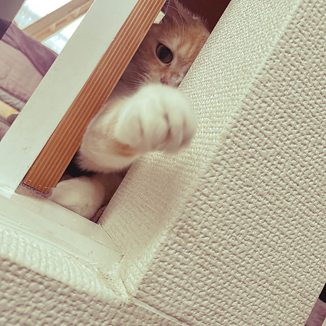 lippieさんの実例写真
