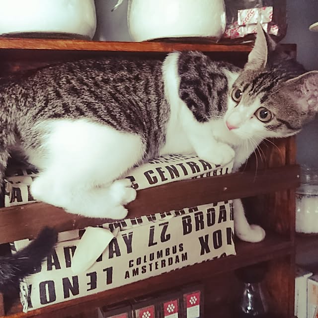 kiraさんの実例写真