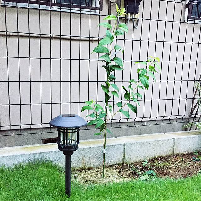 masaさんの実例写真