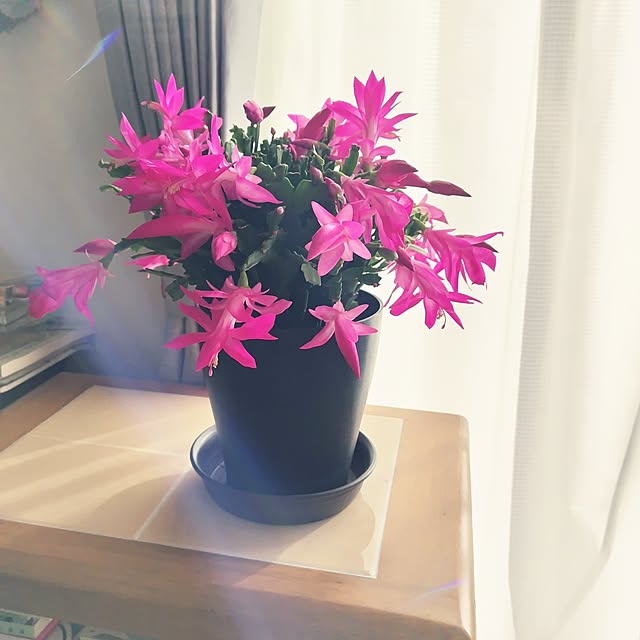 mutsuさんの部屋