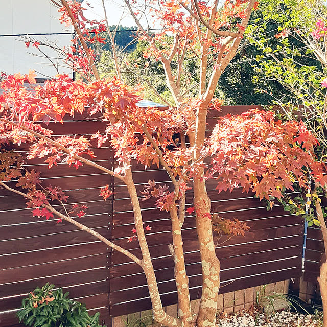 meguさんの実例写真