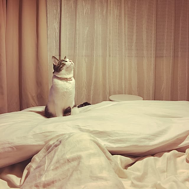 Shihoさんの実例写真