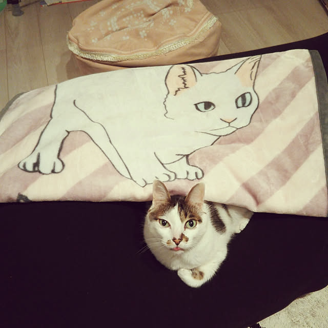 Sakasanさんの実例写真