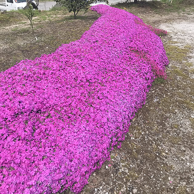 Kiyomiさんの実例写真