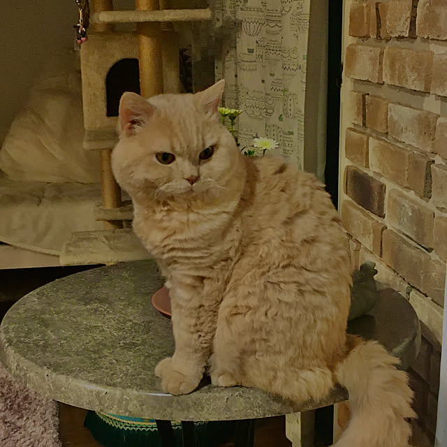 naokoさんの実例写真
