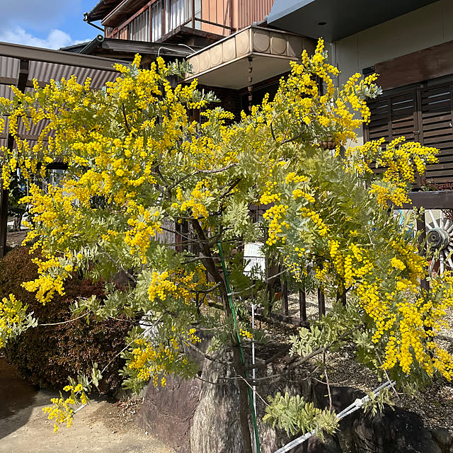 shin0719さんの実例写真