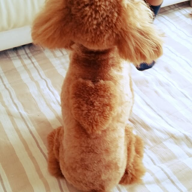 tomoki.さんの実例写真