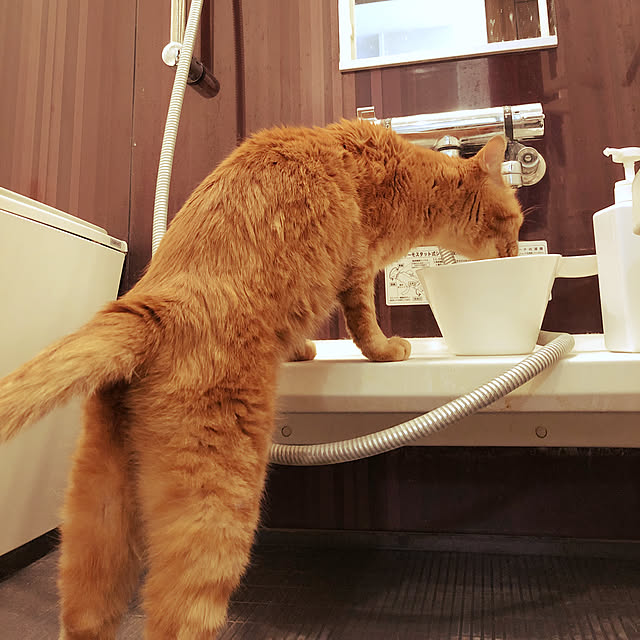バス/トイレのインテリア実例 - 2019-04-16 11:18:02