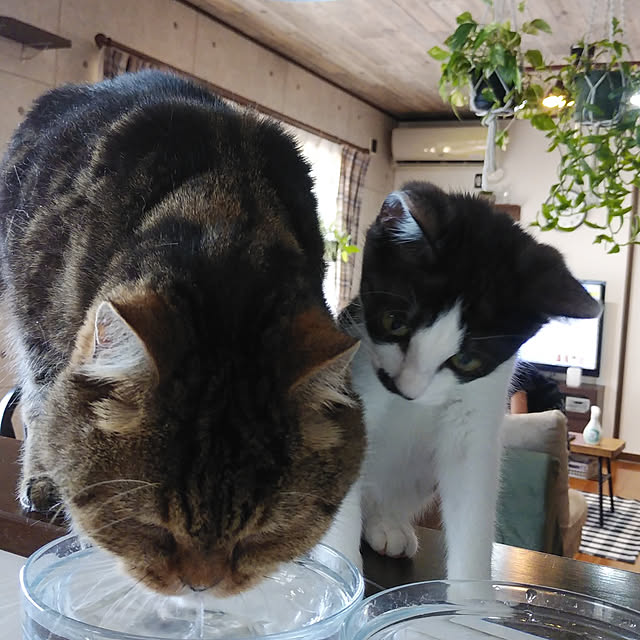 annさんの実例写真