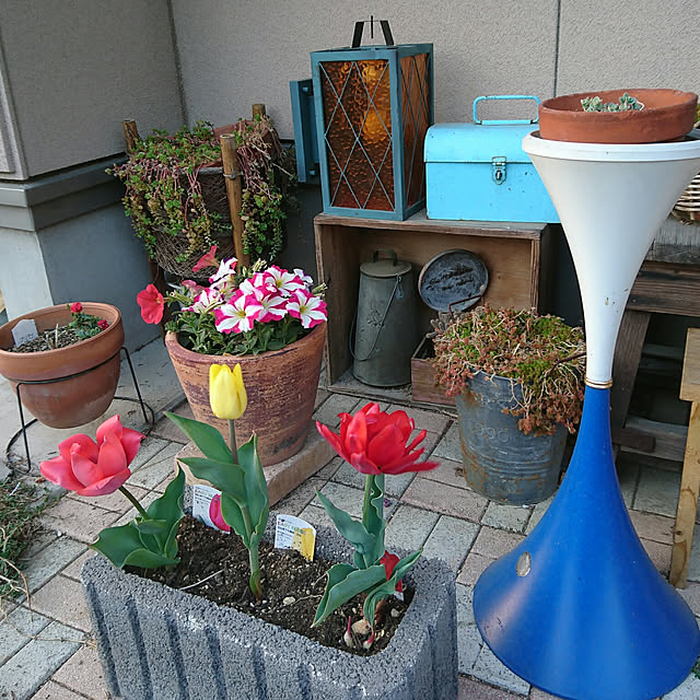 akooさんの実例写真