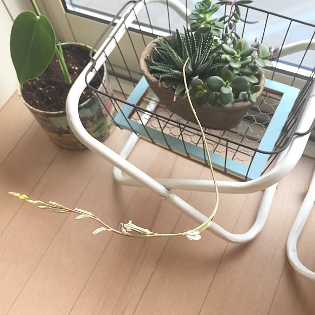 Aliceさんの実例写真