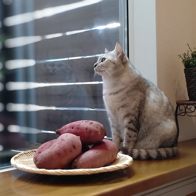 38catさんの部屋