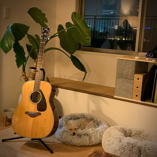 シンプル/植物のある暮らし/IKEA/犬のいる暮らし/観葉植物...などのインテリア実例 - 2023-01-01 23:05:30