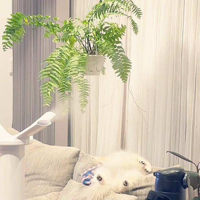 mysnhr10さんの実例写真