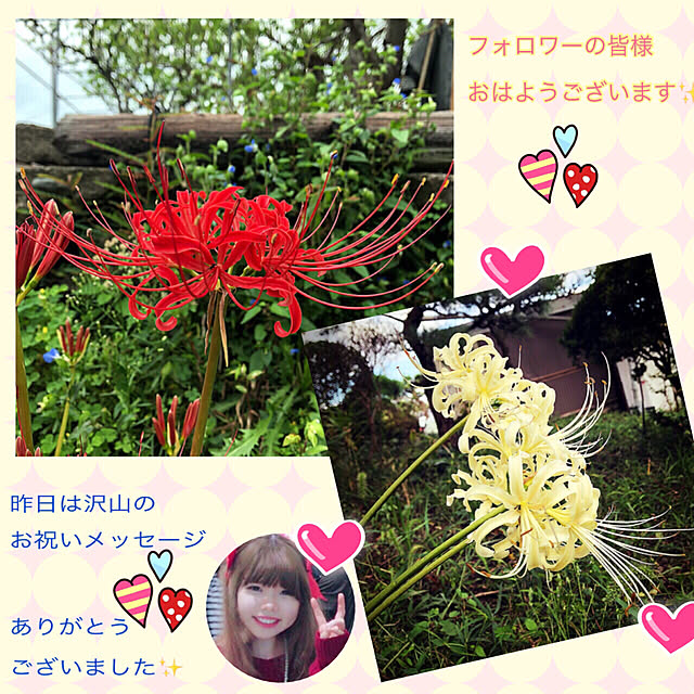 koyuriさんの実例写真