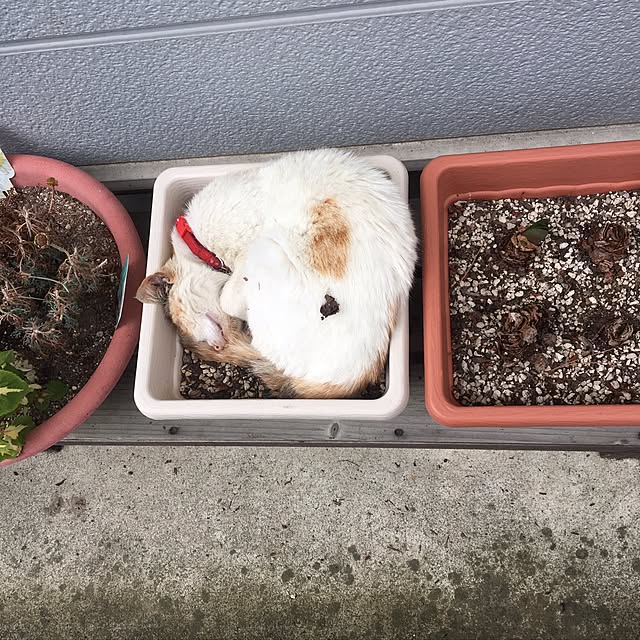 poncocoberryさんの実例写真
