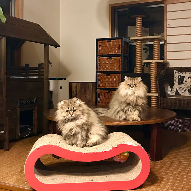 butachanさんの実例写真