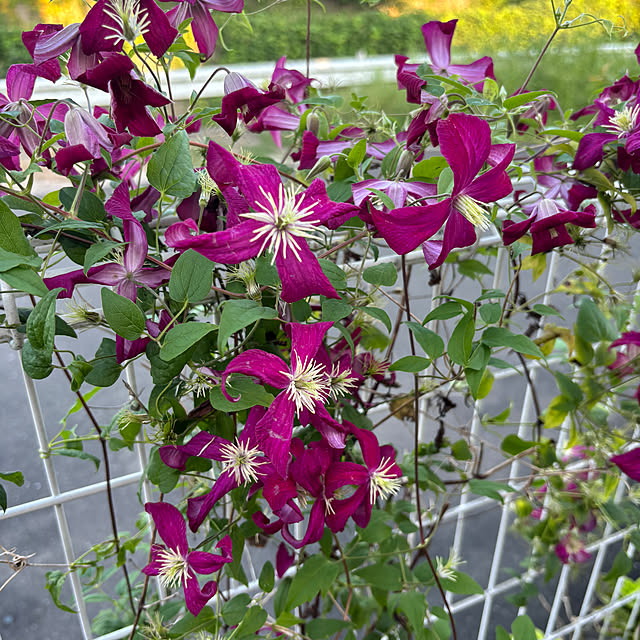 chIoeさんの部屋