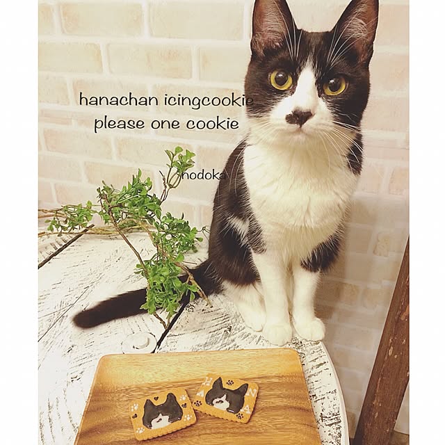 nodokaさんの実例写真