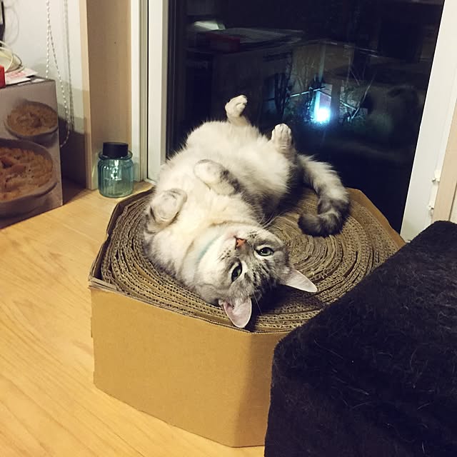 実例写真