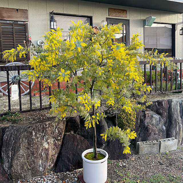 shin0719さんの実例写真