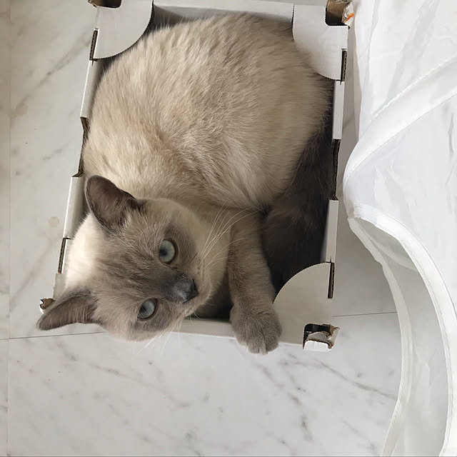 gingerwynksさんの実例写真