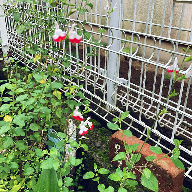 CoCo0617さんの部屋