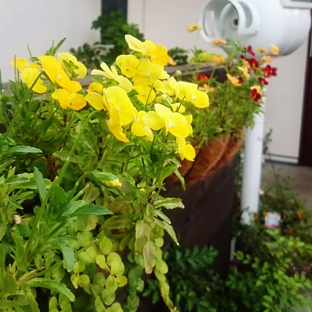 玄関/入り口/観葉植物のインテリア実例 - 2016-07-13 11:09:14