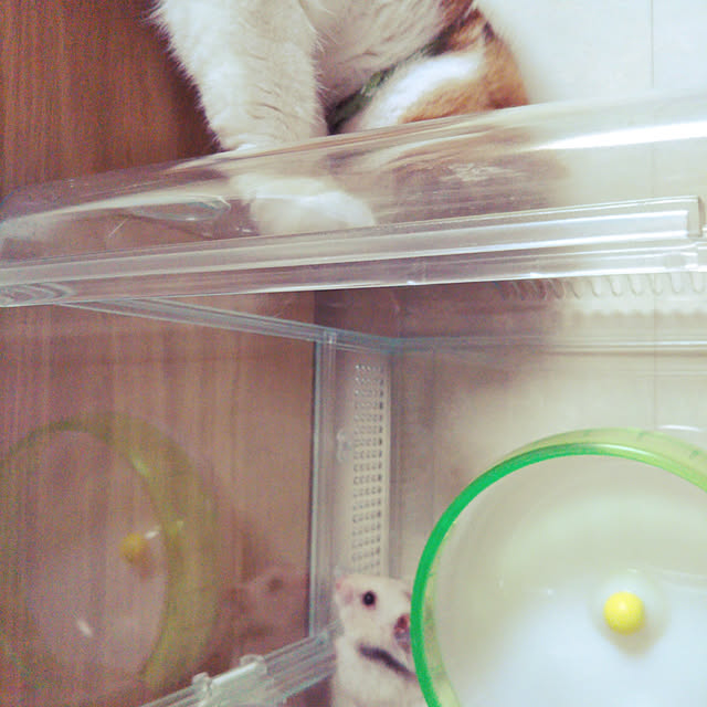 yukieさんの実例写真