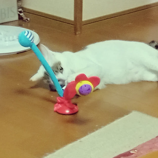 richildさんの実例写真