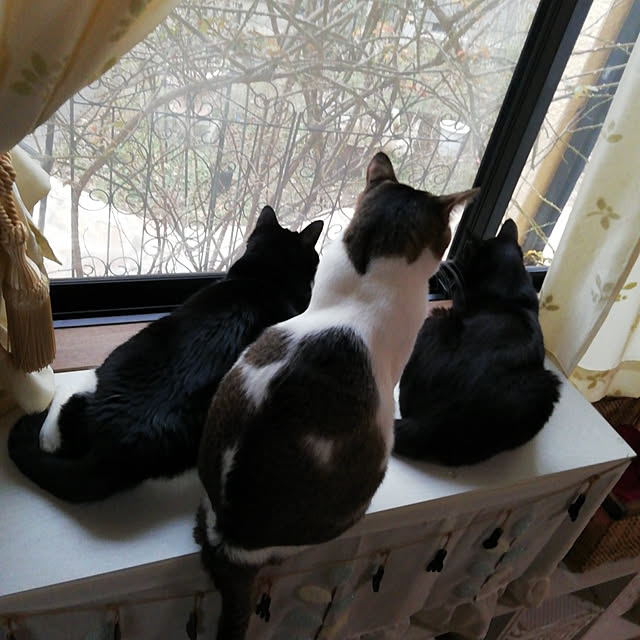 Tomopさんの実例写真