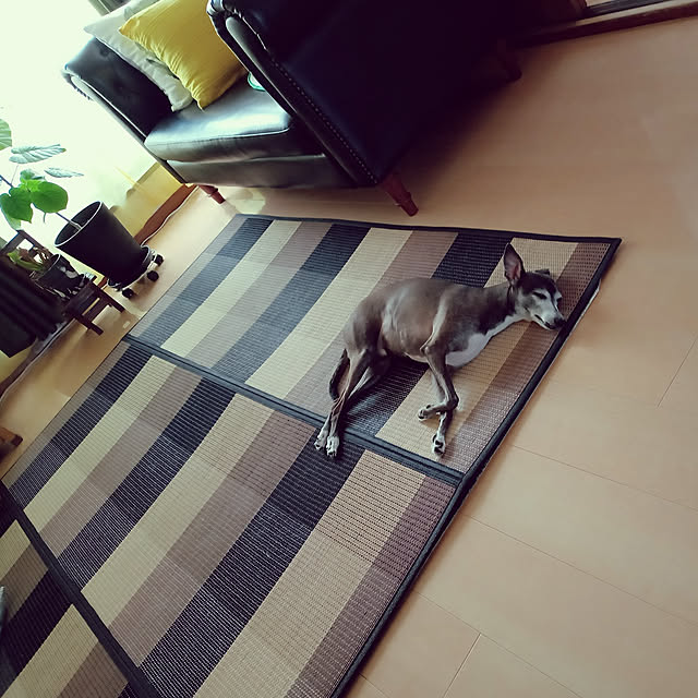 moruさんの実例写真